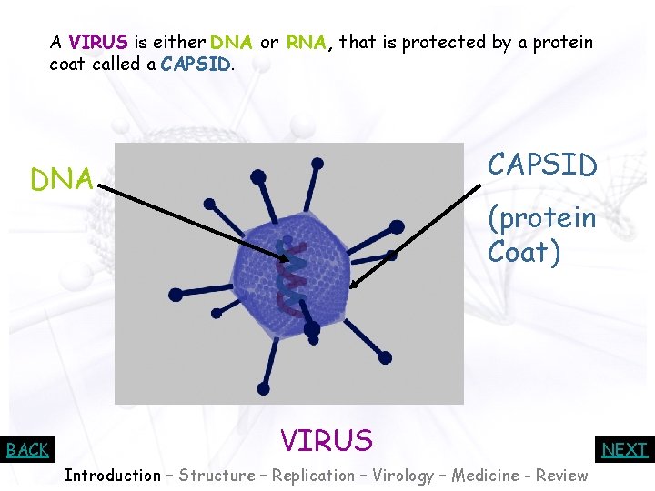 A VIRUS is either DNA or RNA, that is protected by a protein coat