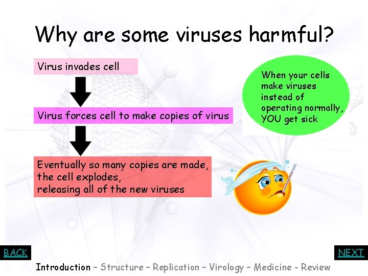 Why are some viruses harmful? Virus invades cell Virus forces cell to make copies