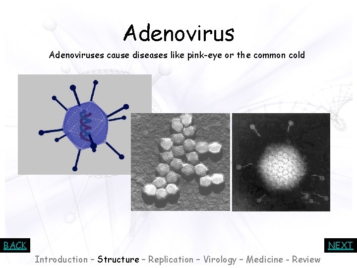 Adenoviruses cause diseases like pink-eye or the common cold BACK NEXT Introduction – Structure