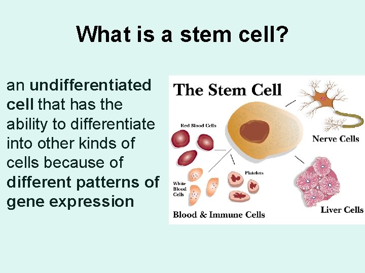 What is a stem cell? an undifferentiated cell that has the ability to differentiate