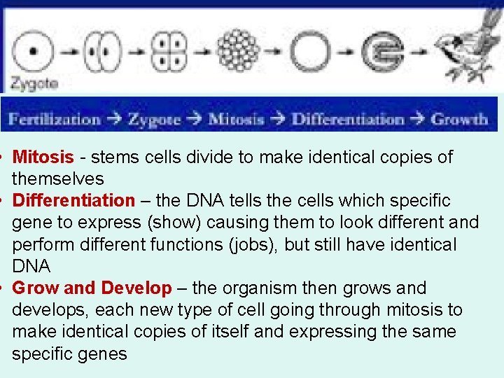  • Mitosis - stems cells divide to make identical copies of themselves •
