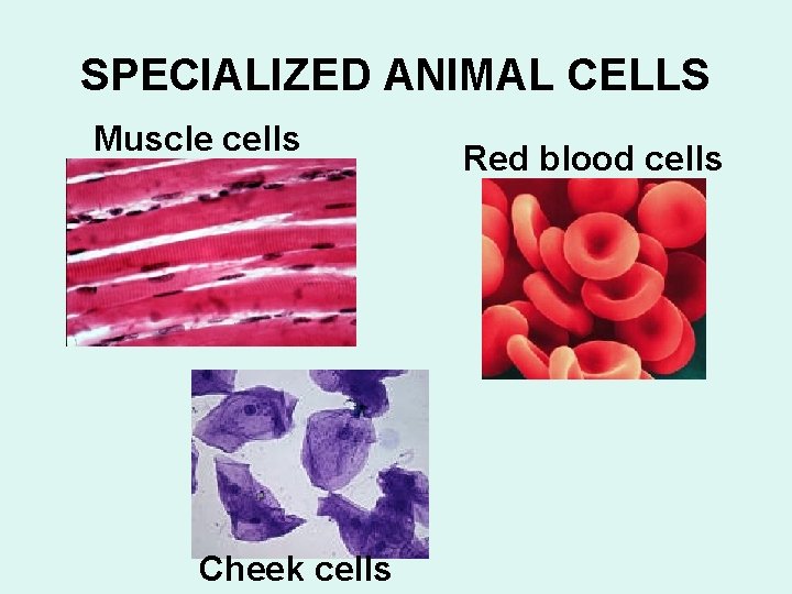 SPECIALIZED ANIMAL CELLS Muscle cells Cheek cells Red blood cells 