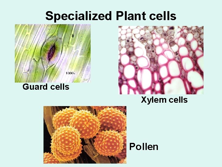 Specialized Plant cells Guard cells Xylem cells Pollen 