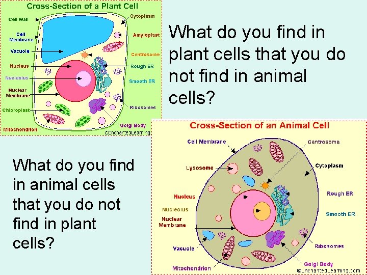 What do you find in plant cells that you do not find in animal