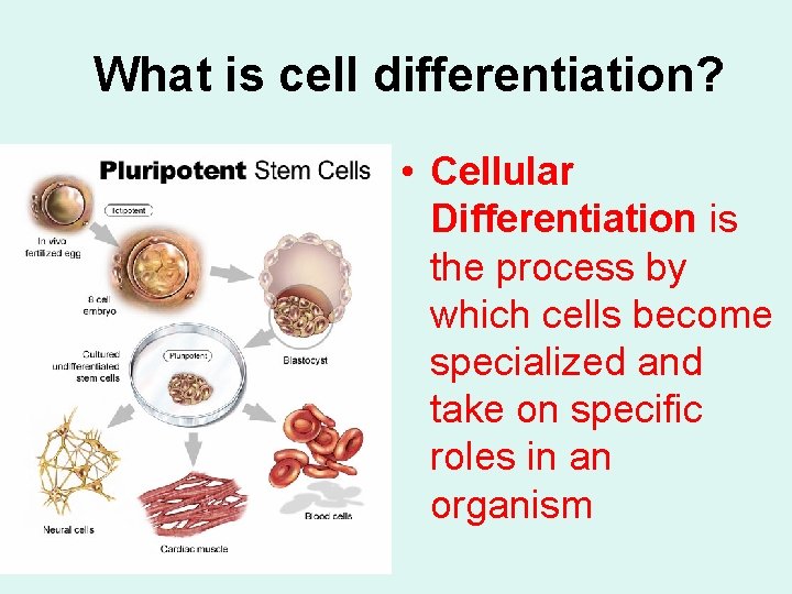 What is cell differentiation? • Cellular Differentiation is the process by which cells become