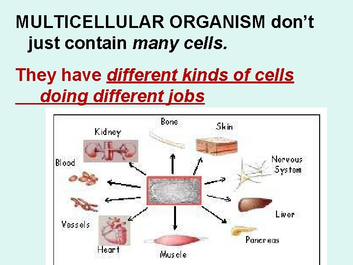 MULTICELLULAR ORGANISM don’t just contain many cells. They have different kinds of cells doing