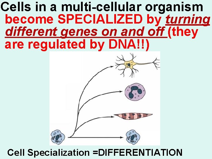 Cells in a multi-cellular organism become SPECIALIZED by turning different genes on and off
