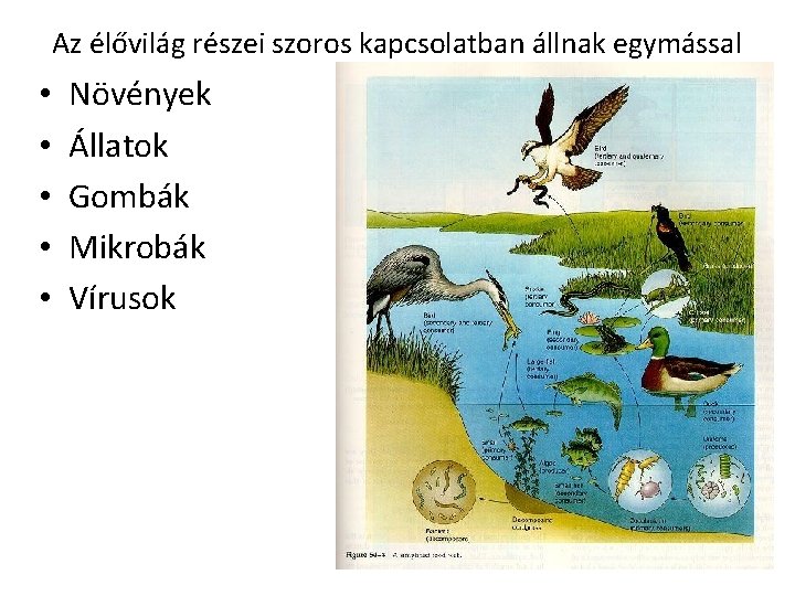 Az élővilág részei szoros kapcsolatban állnak egymással • • • Növények Állatok Gombák Mikrobák