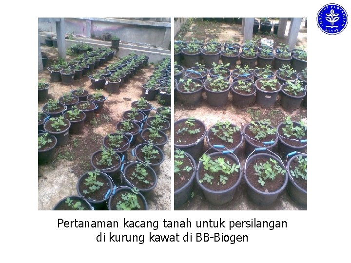 Pertanaman kacang tanah untuk persilangan di kurung kawat di BB-Biogen 