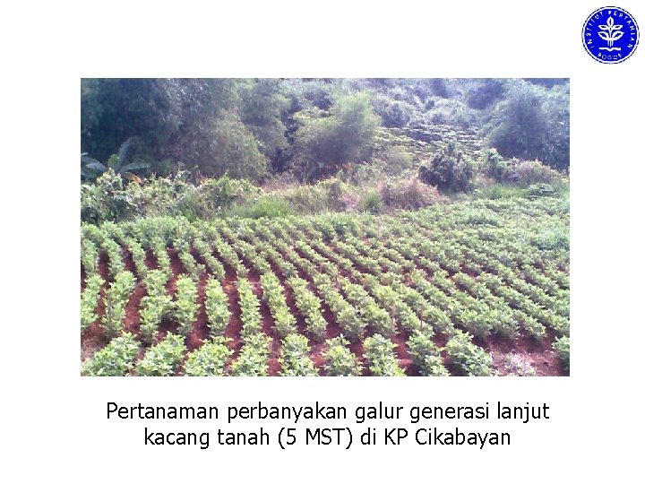 Pertanaman perbanyakan galur generasi lanjut kacang tanah (5 MST) di KP Cikabayan 