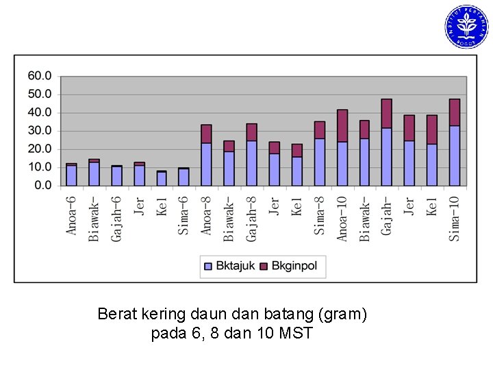 Berat kering daun dan batang (gram) pada 6, 8 dan 10 MST 