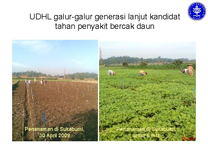 UDHL galur-galur generasi lanjut kandidat tahan penyakit bercak daun Penanaman di Sukabumi, 30 April