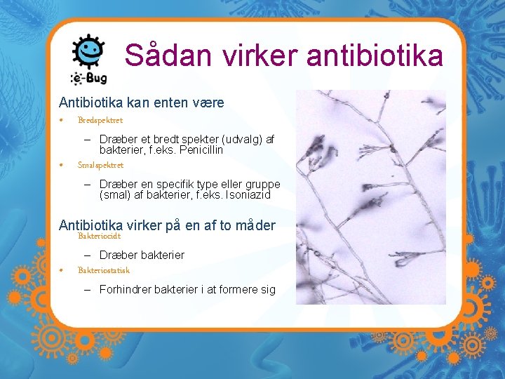 Sådan virker antibiotika Antibiotika kan enten være • Bredspektret – Dræber et bredt spekter