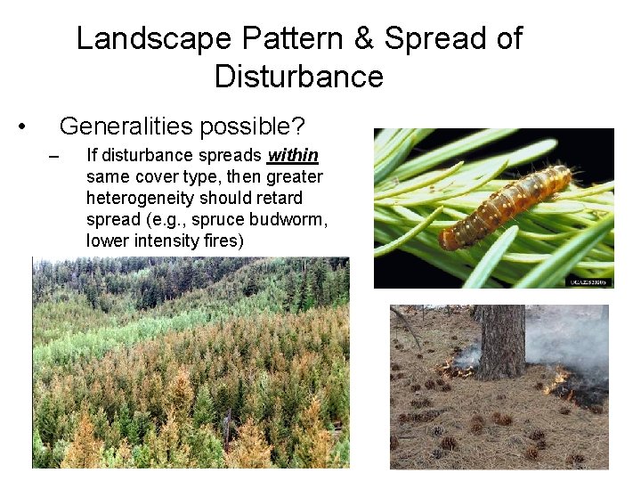 Landscape Pattern & Spread of Disturbance • Generalities possible? – If disturbance spreads within