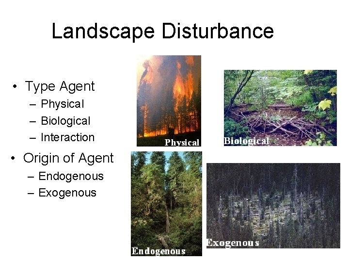 Landscape Disturbance • Type Agent – Physical – Biological – Interaction • Origin of