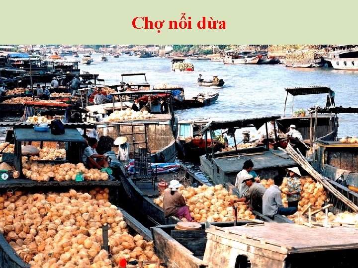 Chợ nổi dừa 