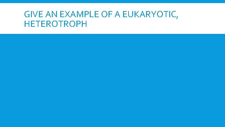 GIVE AN EXAMPLE OF A EUKARYOTIC, HETEROTROPH 