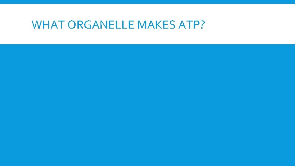 WHAT ORGANELLE MAKES ATP? 