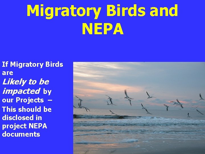 Migratory Birds and NEPA If Migratory Birds are Likely to be impacted by our