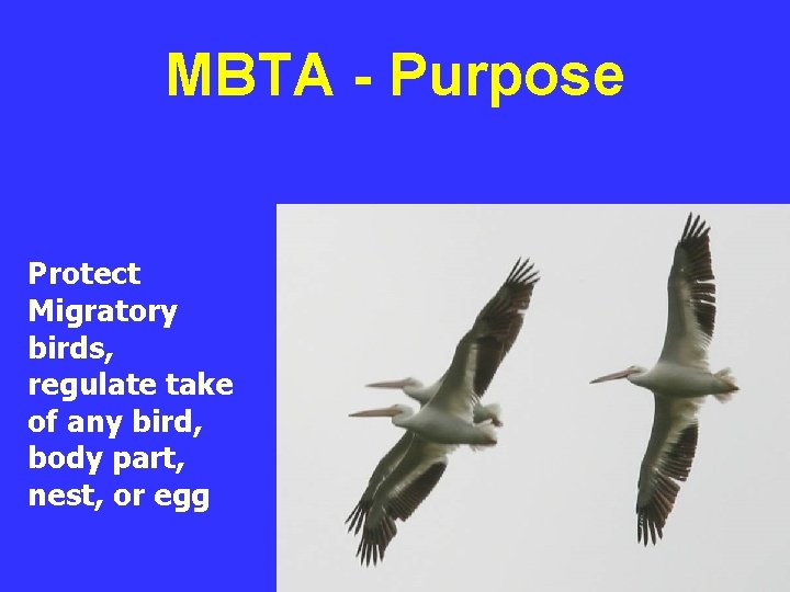 MBTA - Purpose Protect Migratory birds, regulate take of any bird, body part, nest,