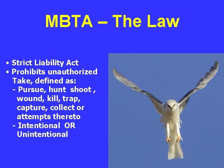 MBTA – The Law • Strict Liability Act • Prohibits unauthorized Take, defined as: