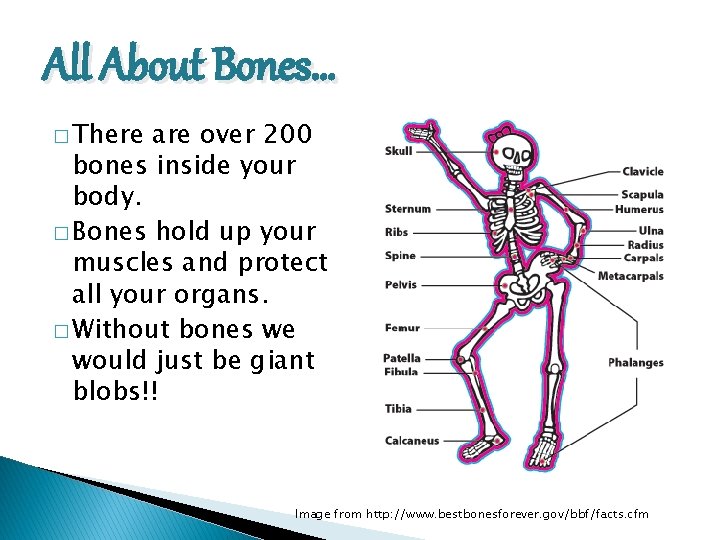 All About Bones… � There are over 200 bones inside your body. � Bones