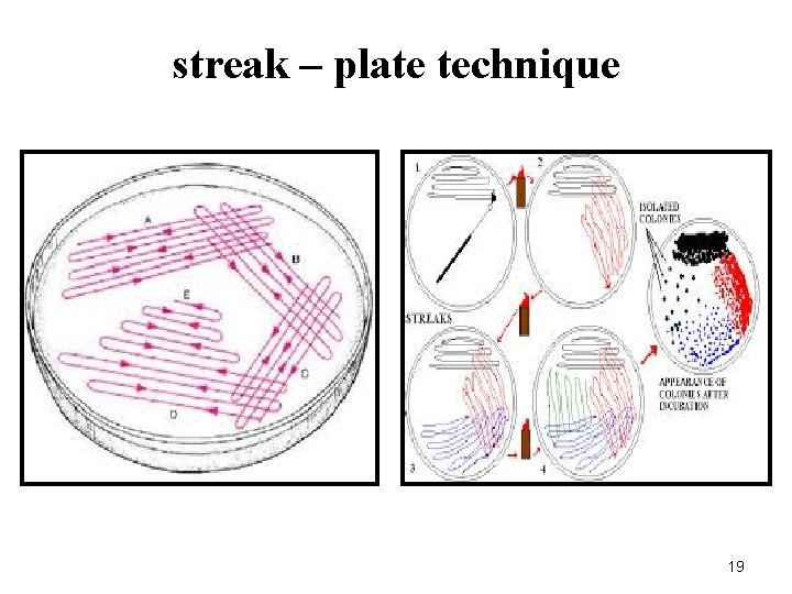 streak – plate technique 19 
