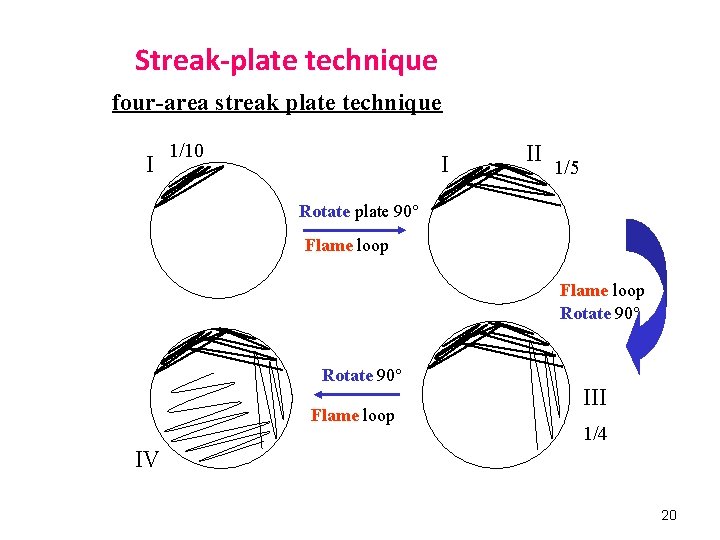 Streak-plate technique four-area streak plate technique I 1/10 I II 1/5 Rotate plate 90