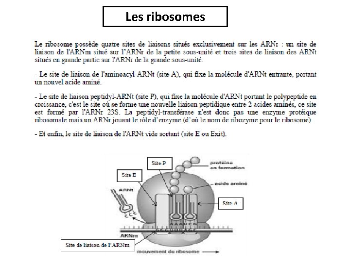 Les ribosomes 