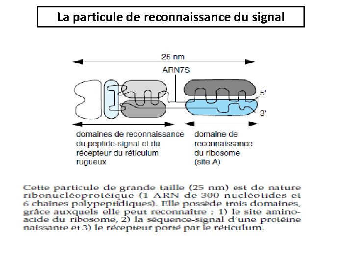 La particule de reconnaissance du signal 