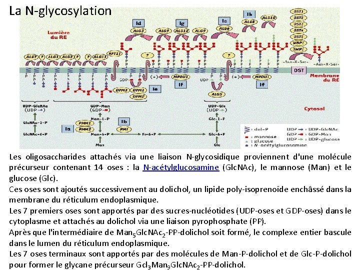 La N-glycosylation Les oligosaccharides attachés via une liaison N-glycosidique proviennent d'une molécule précurseur contenant