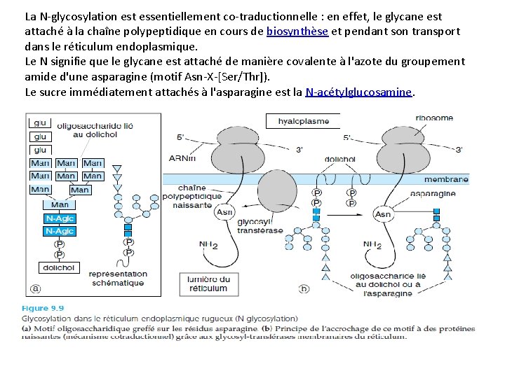La N-glycosylation est essentiellement co-traductionnelle : en effet, le glycane est attaché à la
