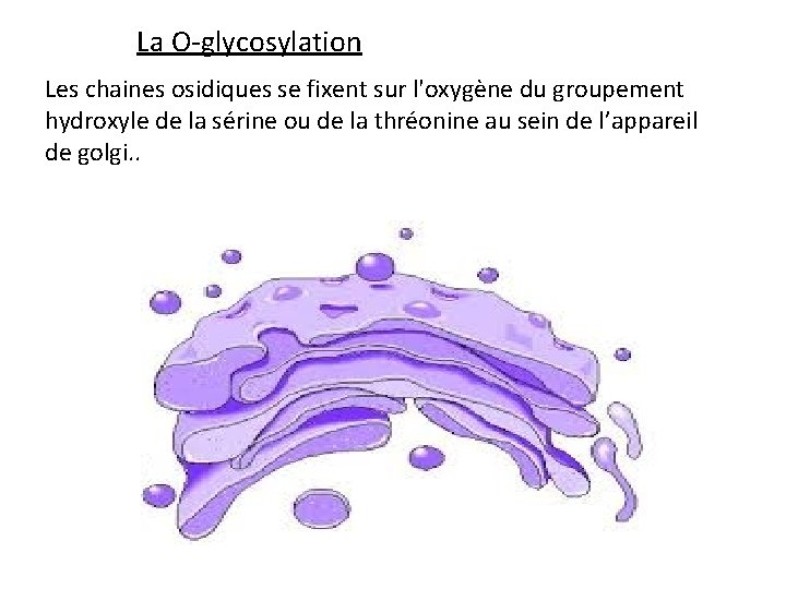 La O-glycosylation Les chaines osidiques se fixent sur l'oxygène du groupement hydroxyle de la