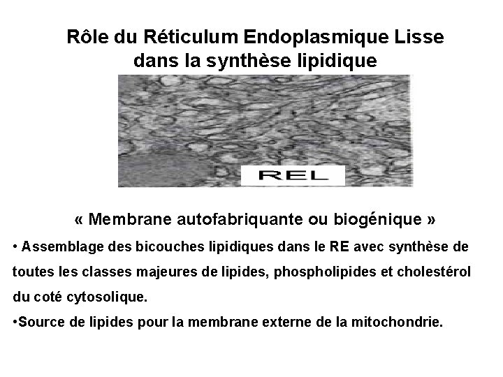 Rôle du Réticulum Endoplasmique Lisse dans la synthèse lipidique « Membrane autofabriquante ou biogénique