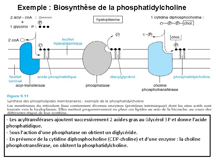 Exemple : Biosynthèse de la phosphatidylcholine - Les acyltransférases ajoutent successivement 2 acides gras