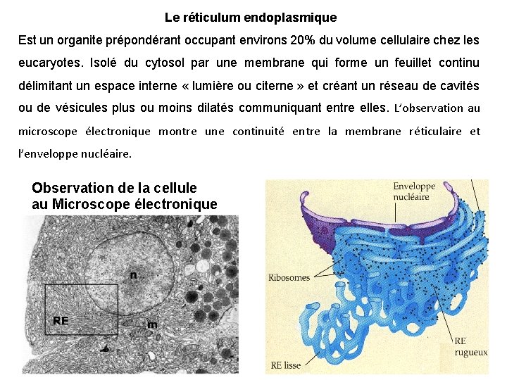 Le réticulum endoplasmique Est un organite prépondérant occupant environs 20% du volume cellulaire chez