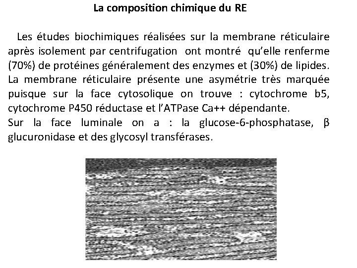 La composition chimique du RE Les études biochimiques réalisées sur la membrane réticulaire après
