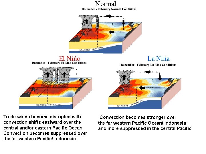 Normal El Nińo Trade winds become disrupted with convection shifts eastward over the central