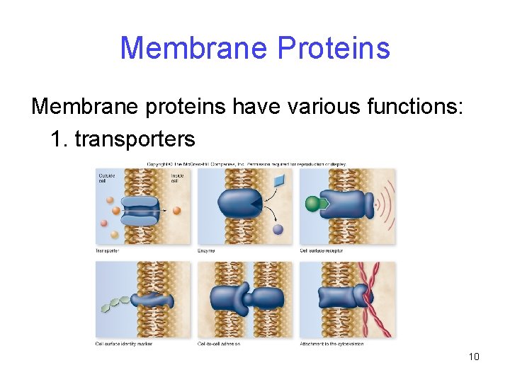 Membrane Proteins Membrane proteins have various functions: 1. transporters 10 