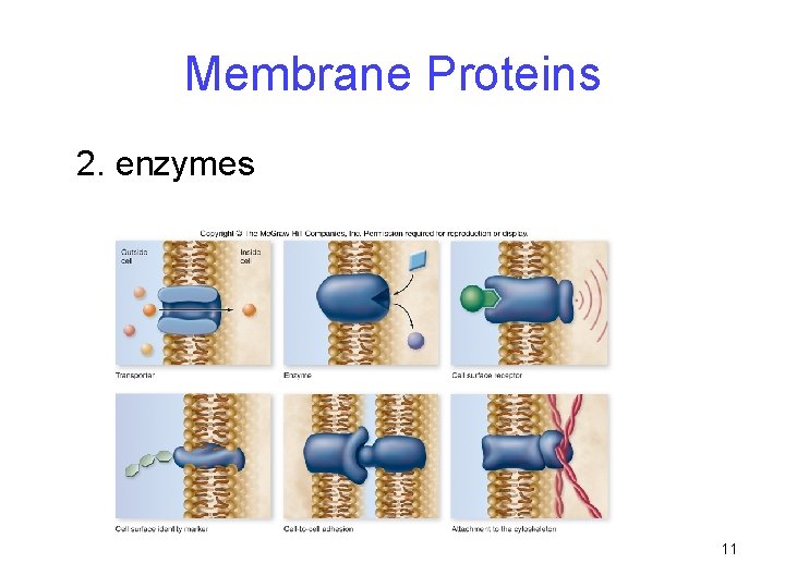 Membrane Proteins 2. enzymes 11 