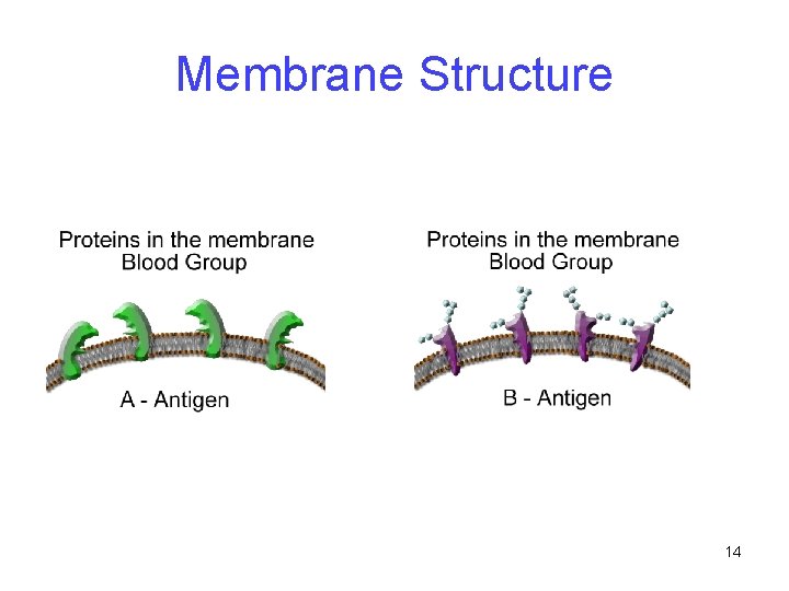 Membrane Structure 14 