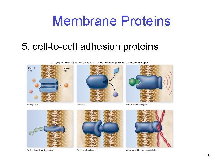 Membrane Proteins 5. cell-to-cell adhesion proteins 15 