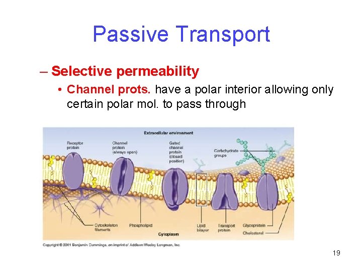 Passive Transport – Selective permeability • Channel prots. have a polar interior allowing only