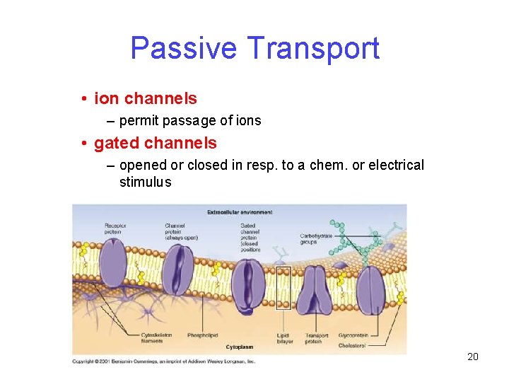 Passive Transport • ion channels – permit passage of ions • gated channels –