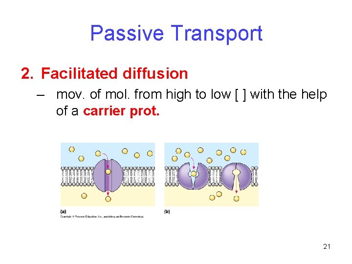 Passive Transport 2. Facilitated diffusion – mov. of mol. from high to low [