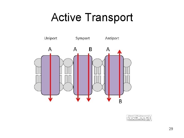 Active Transport 29 