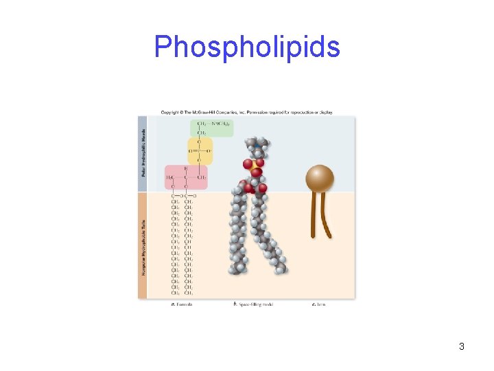 Phospholipids 3 