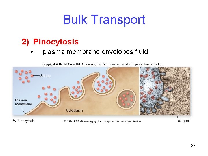 Bulk Transport 2) Pinocytosis • plasma membrane envelopes fluid 36 