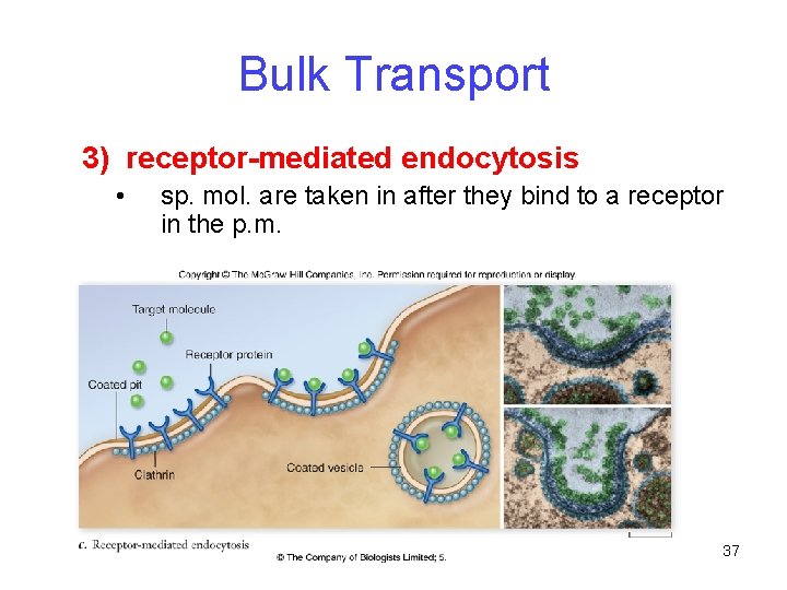 Bulk Transport 3) receptor-mediated endocytosis • sp. mol. are taken in after they bind