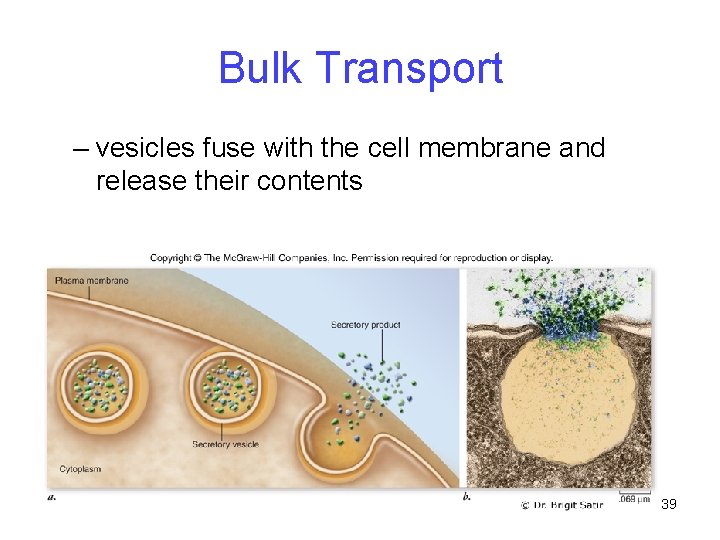 Bulk Transport – vesicles fuse with the cell membrane and release their contents 39